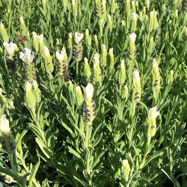 These White Anouk lavender have the bees buzzing. 🐝 Spanish lavender also attract hummingbirds and butterflies too!
&bull;
&bull;
&bull;
#plants #bees #bee #picoftheday #lavender #pretty #fresh #langleyfresh #landscapedesign #whiteflowers #blooms #b