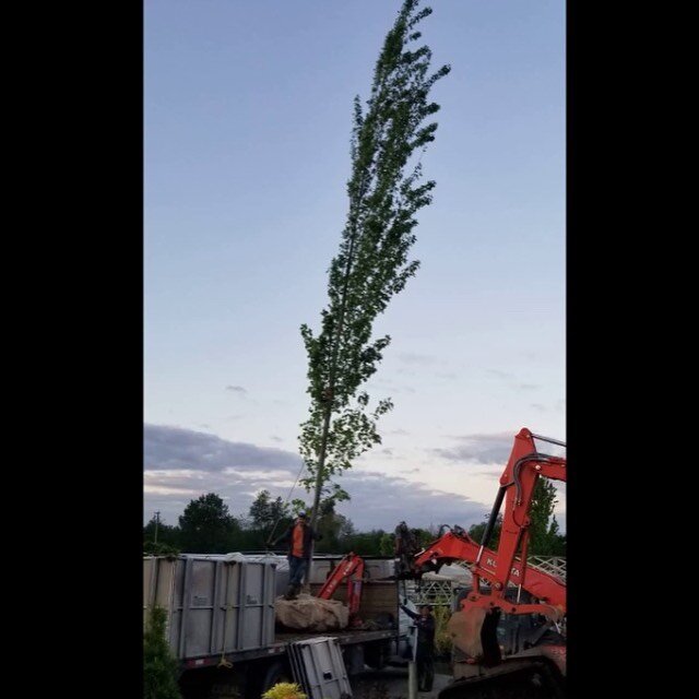 Talk about instant! 🌳 This 45&rsquo;+ Armstrong measured in at 14 cm DBH. 🍁
&bull;
&bull;
&bull;
#tree #trees #treesofinstagram #instant #now #langleyfresh #leaves #big #work #landscaping #bigjob #yas #fresh #plantsplantsplants #plants #wowfactor #