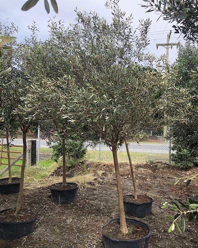 Massive standard form olives! These measure in at 5-6cm.  They love the sun and are a perfect fit for a Mediterranean themed garden. 🌳
&bull;
&bull;
&bull;
#olive #plants #olives #pretty #meditteranean #instant #picoftheday #garden #fresh #langleyfr