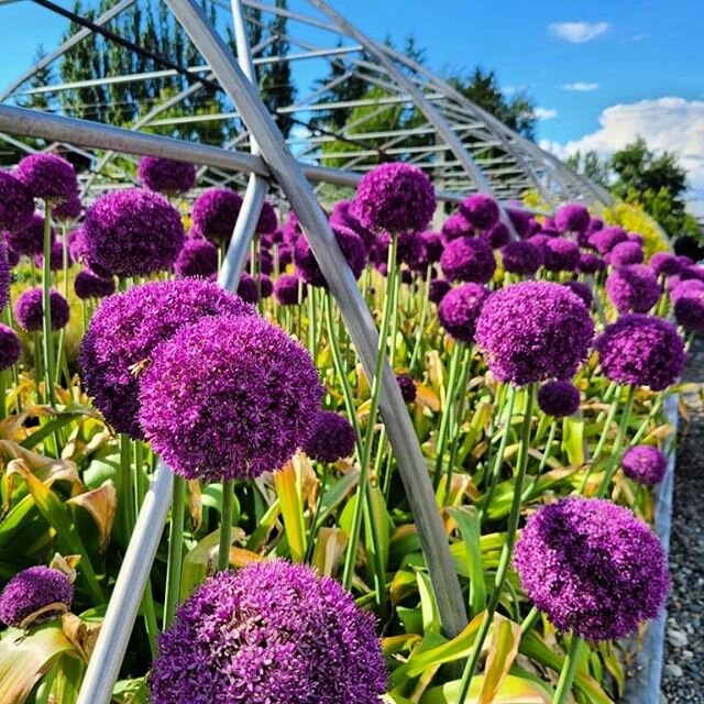 Allium giganteum 😍 These get to be 3-5&rsquo; tall and definitely have a Dr. Seuss vibe going on.  Attracts butterflies 🦋
&bull;
&bull;
&bull;
#allium #pretty #purple #fresh #onion #pnw #bulb #flowers #flower #plantsplantsplants #planting #yas #des