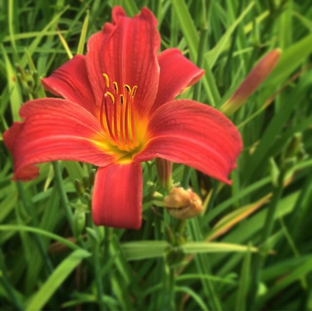 Hemerocallis &lsquo;Autumn Red&rsquo; day lily are the perfect addition to any landscape! It&rsquo;s low maintenance, produces big beautiful flowers and reblooming.  These hardy perennials grow to 24&rdquo; in height. Flowers are edible, perfect for 