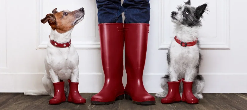 sws-floorte-dogs-in-boots-hero-wide.jpg