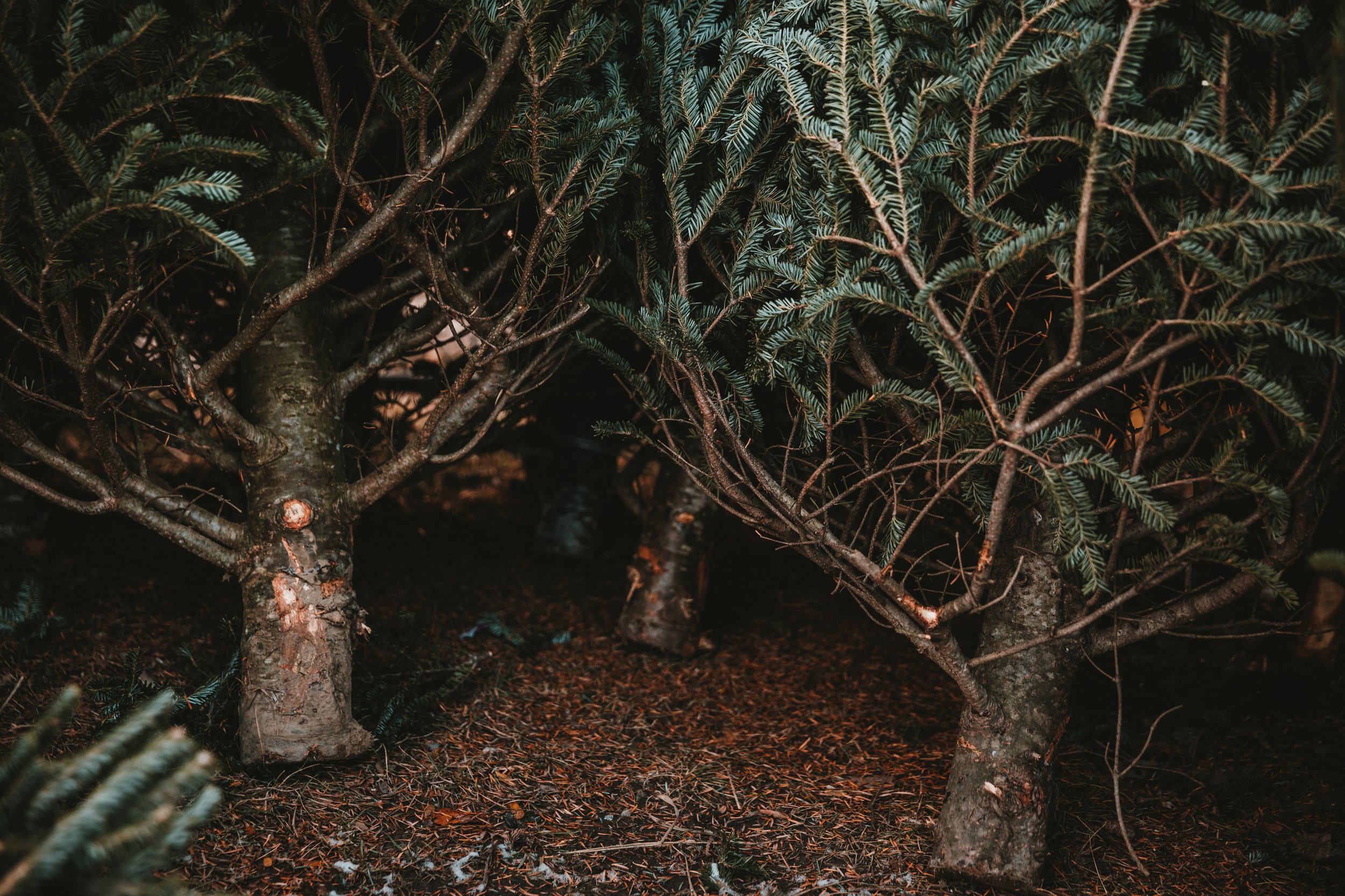 bottom-of-pine-trees-resting-on-each-other.jpg