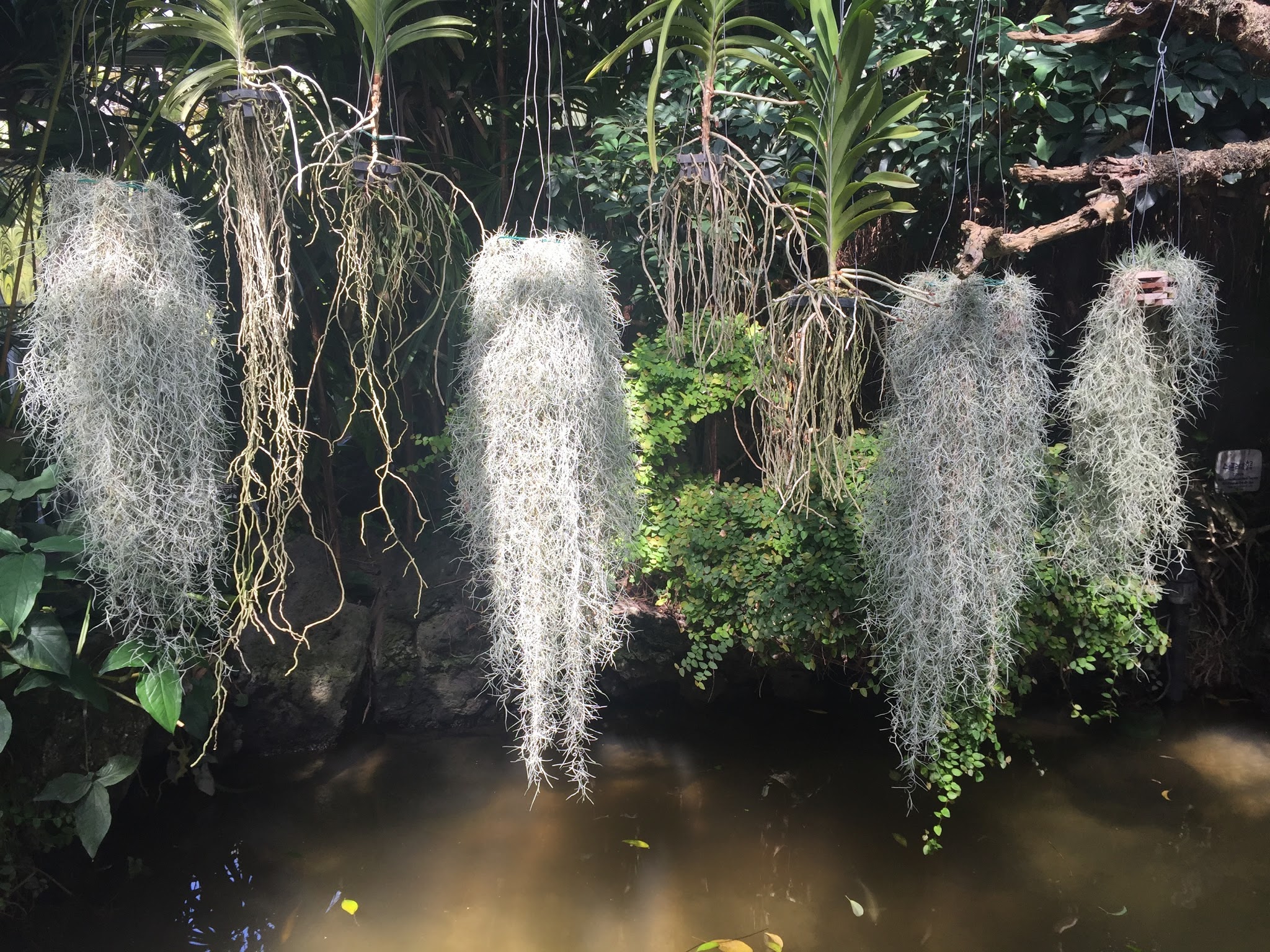 Spanish Moss in Jeju Hallim Park 