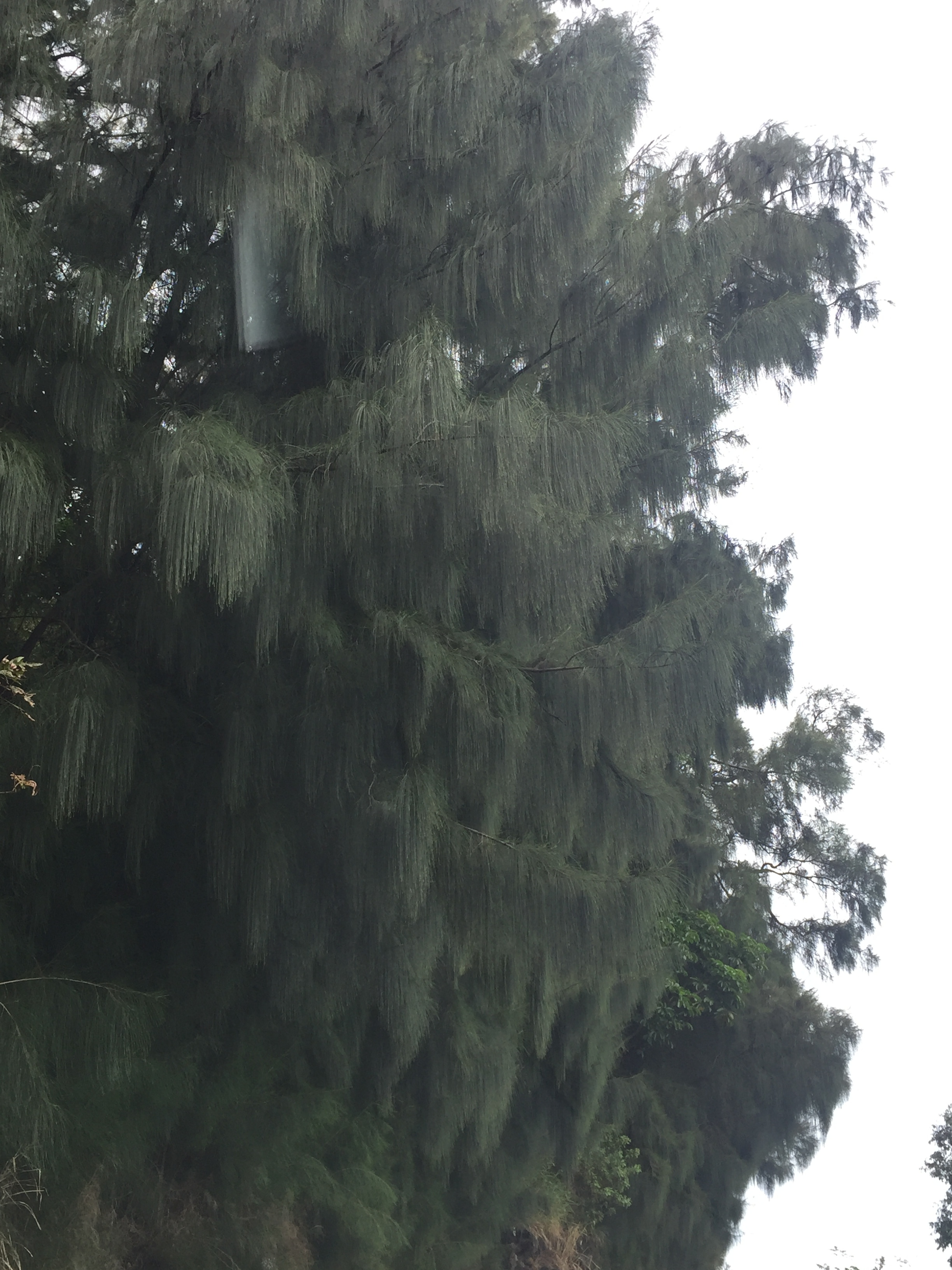 Ironwood in Kona, Big Island