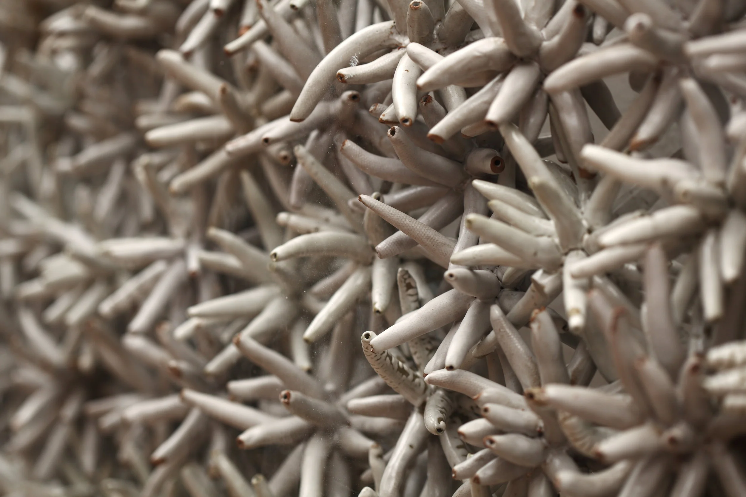  Caged_Detail 