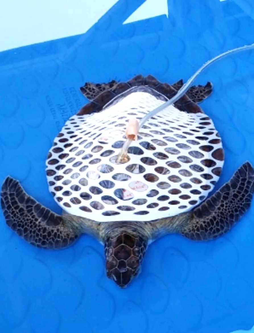 turtle neg pres_edited.jpg