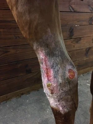 horse-injury.jpg