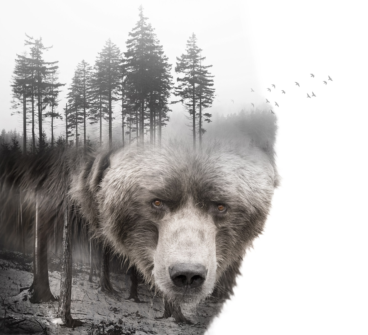 Bear.jpg