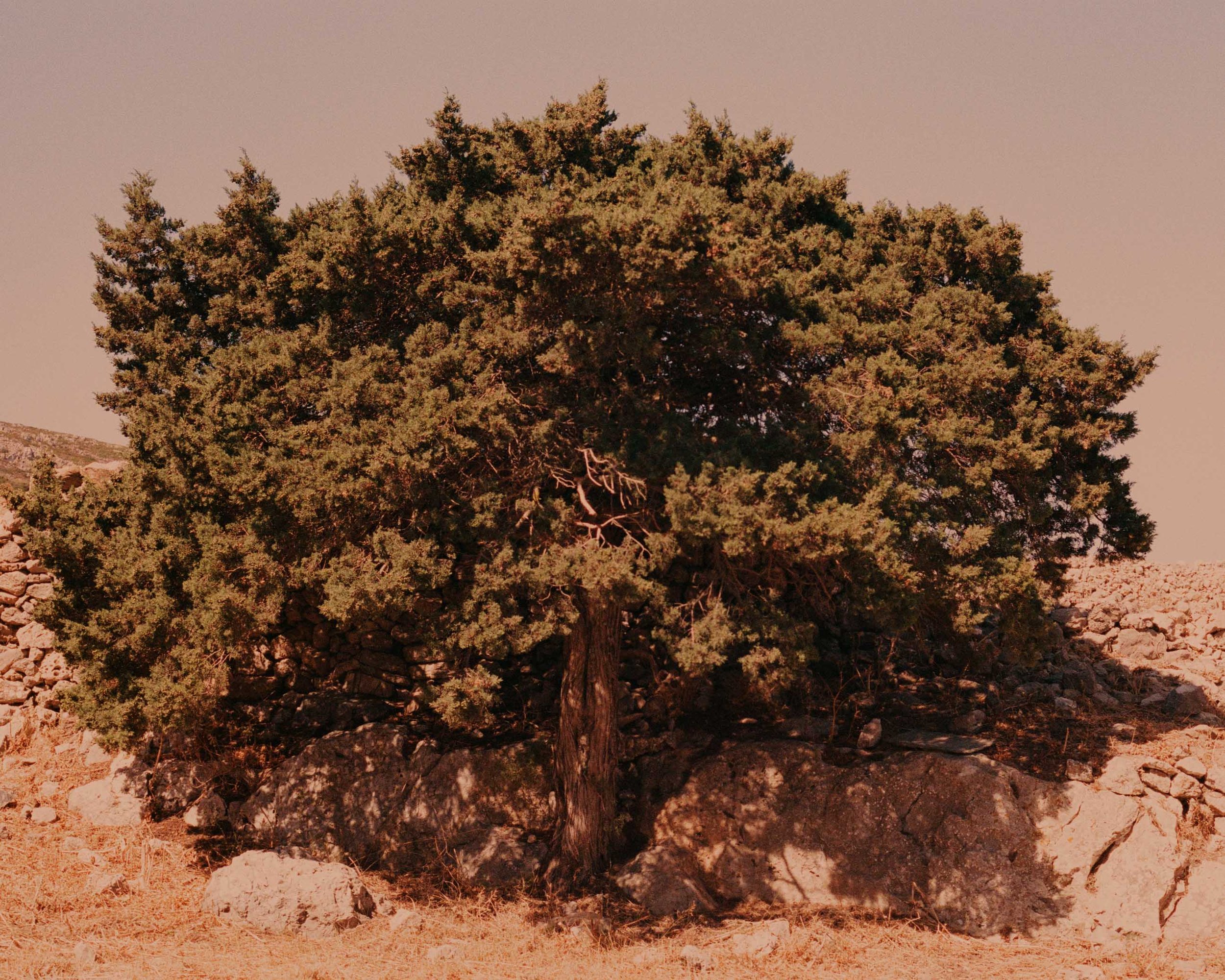 The Secret Life of Trees