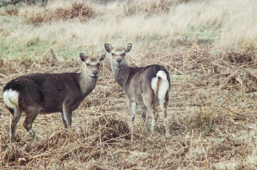 Sika Hinds - 35mm Film