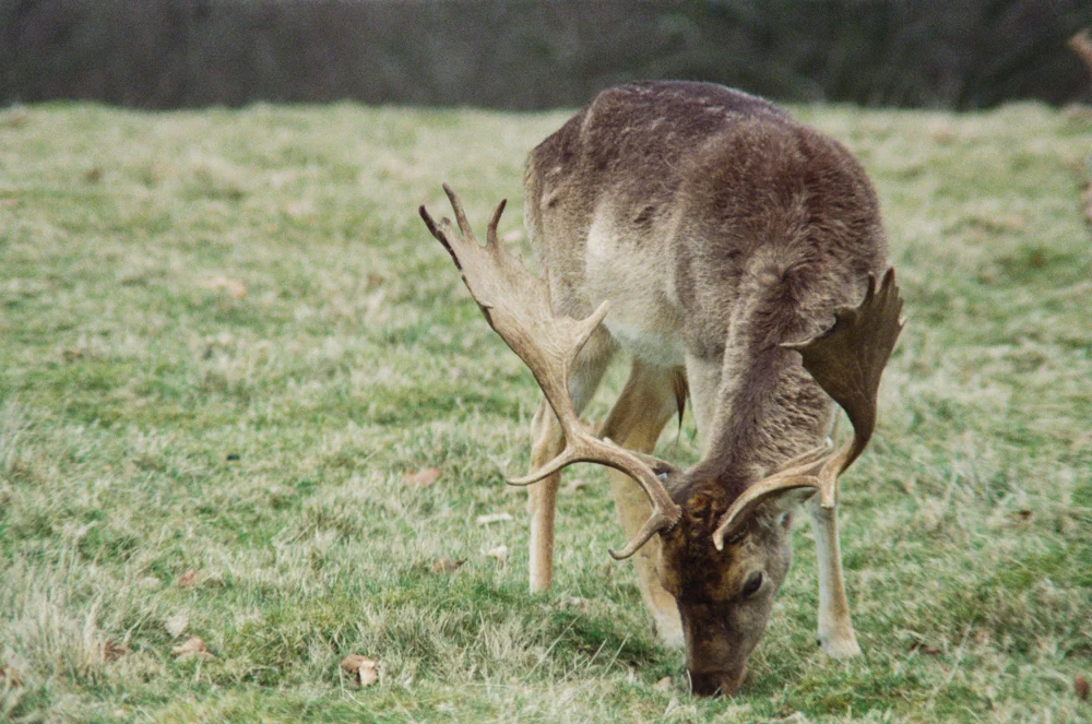 Fallow Buck - 35mm Film