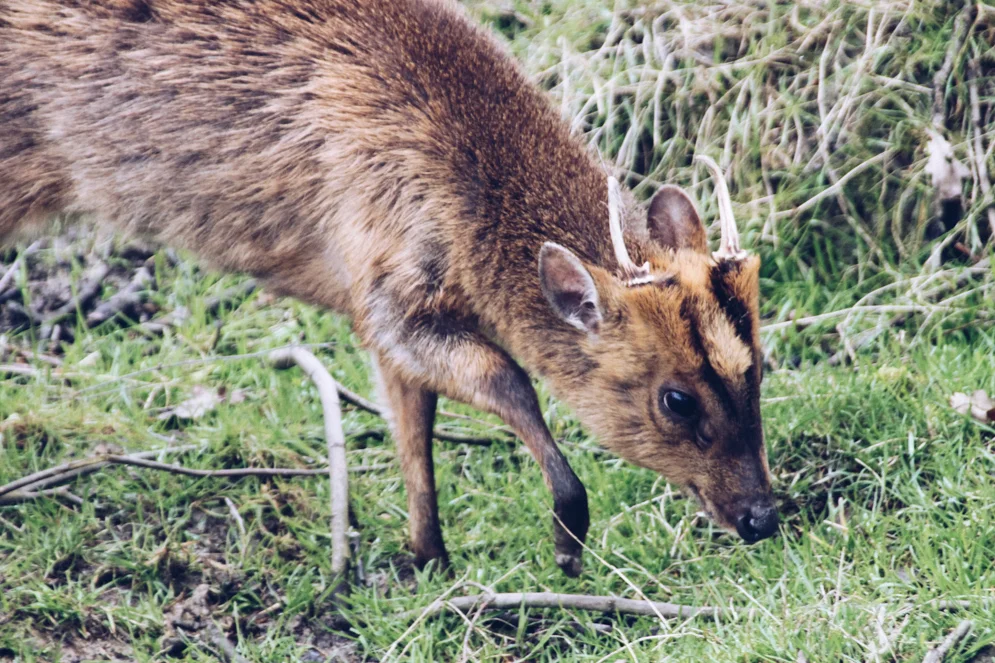 Muntjac Buck