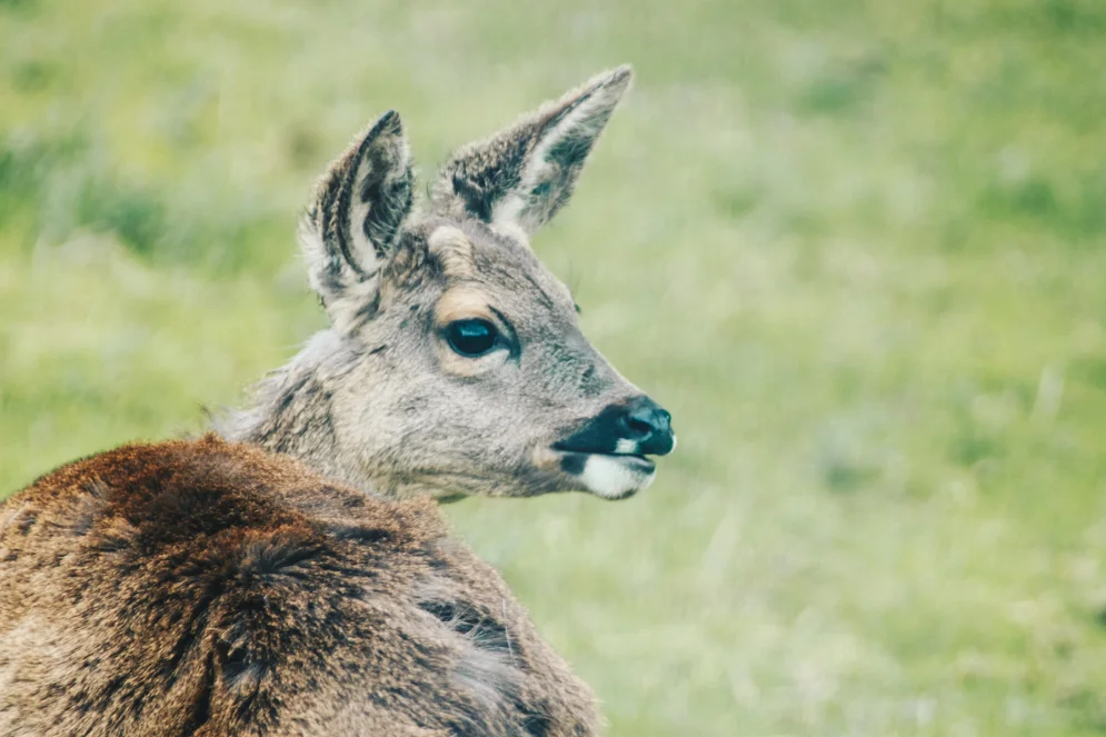 Roe buck shedding winter coat