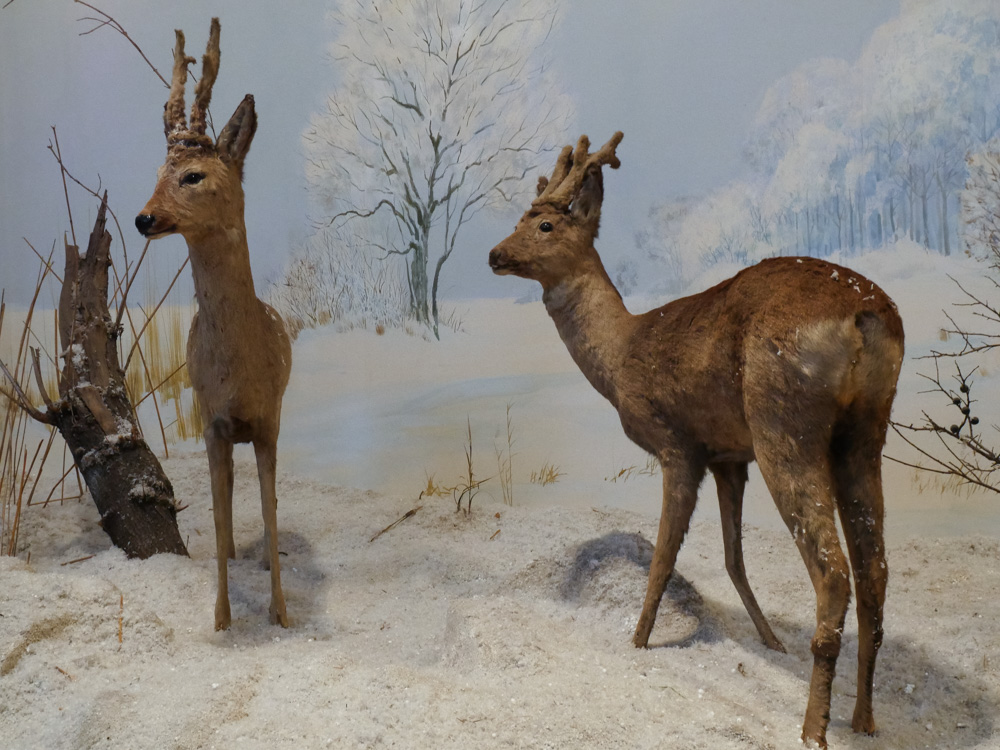  Roebuck diorama 