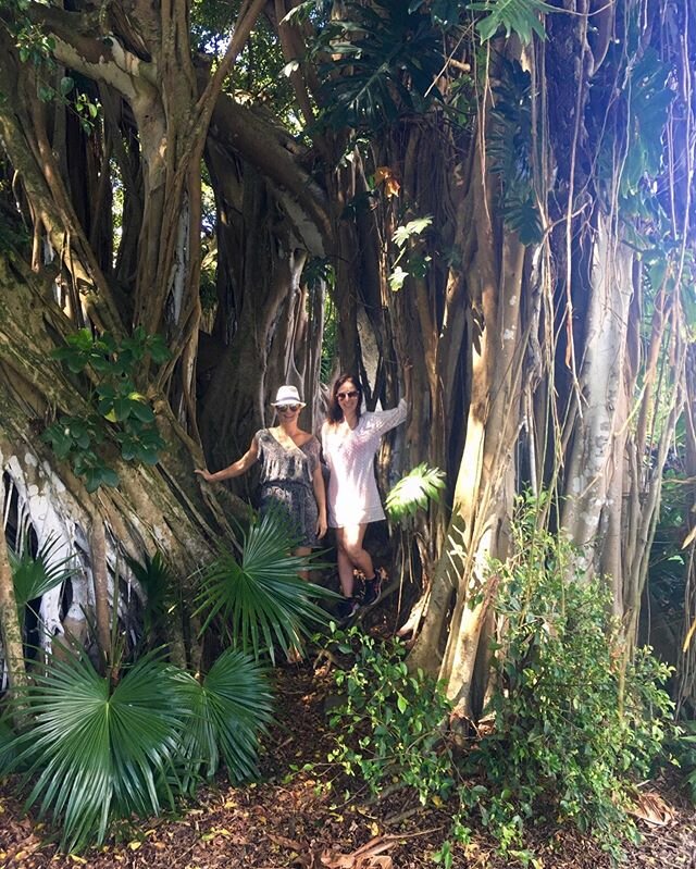 Hiking amongst the Banyan trees on the road to Hana 🌿 #Maui #Hawaii