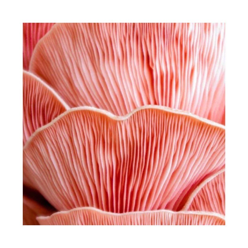&bull; SHROOM BOOM &bull;

It&rsquo;s facial time!! Did you know all our MediK8 facials include a dreamy thermal scientific mushroom exfoliation 🍄 and a deeply relaxing neck and shoulder massage. For glowy winter skin book your appointment ☎️ 674666