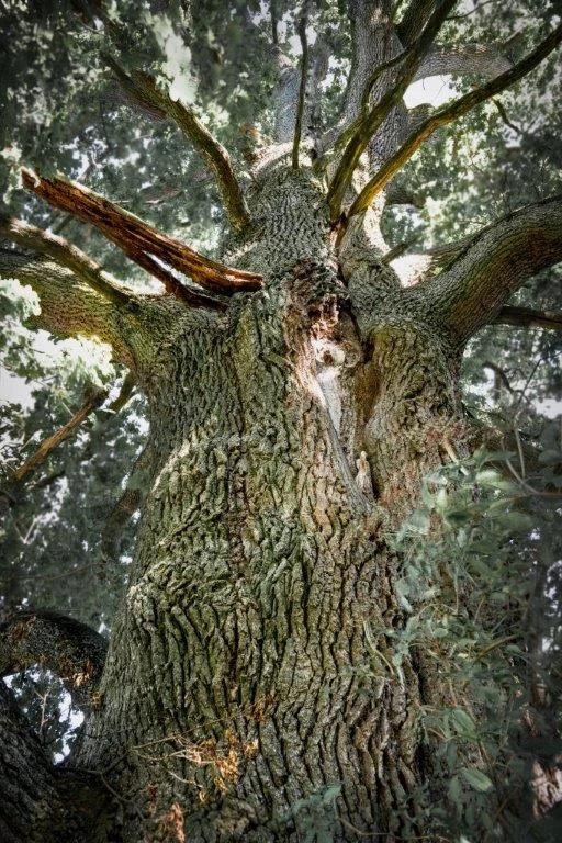 Naturdenkmal: Die alte EIche zwischen Egenhofen und Egenburg im Glonntal