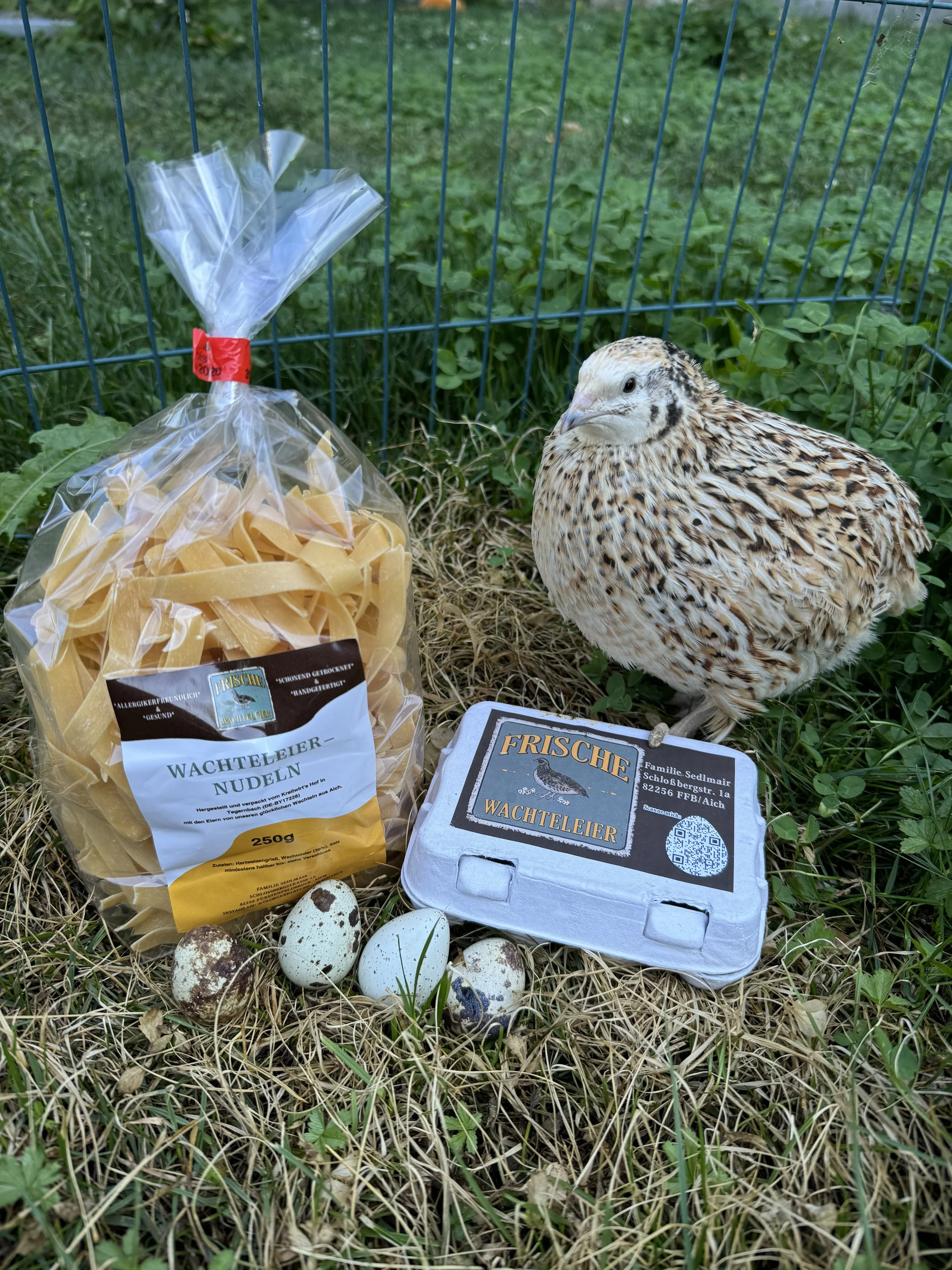 Wachteleier aus Aich