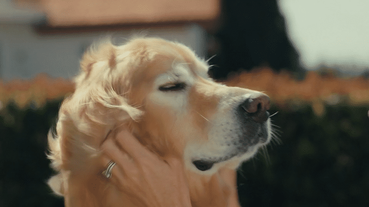 PURINA ERIN ANDREWS-high.gif