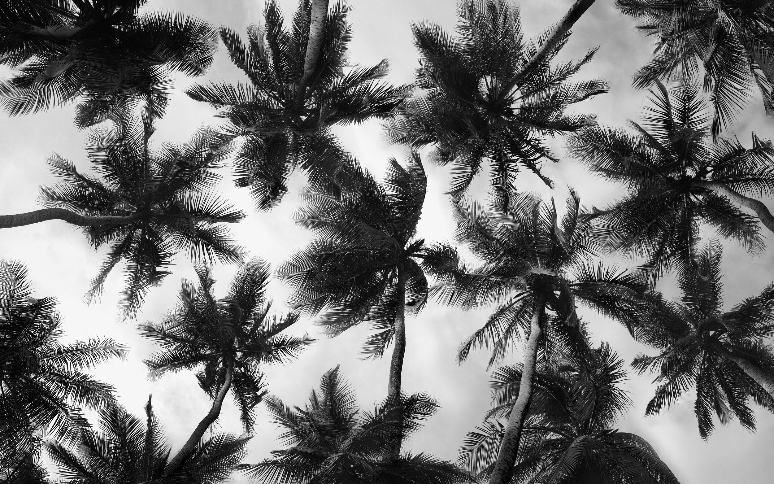  Palm Tree Forest (Detail), Bahia, 2013 | © + courtesy Olaf Heine 