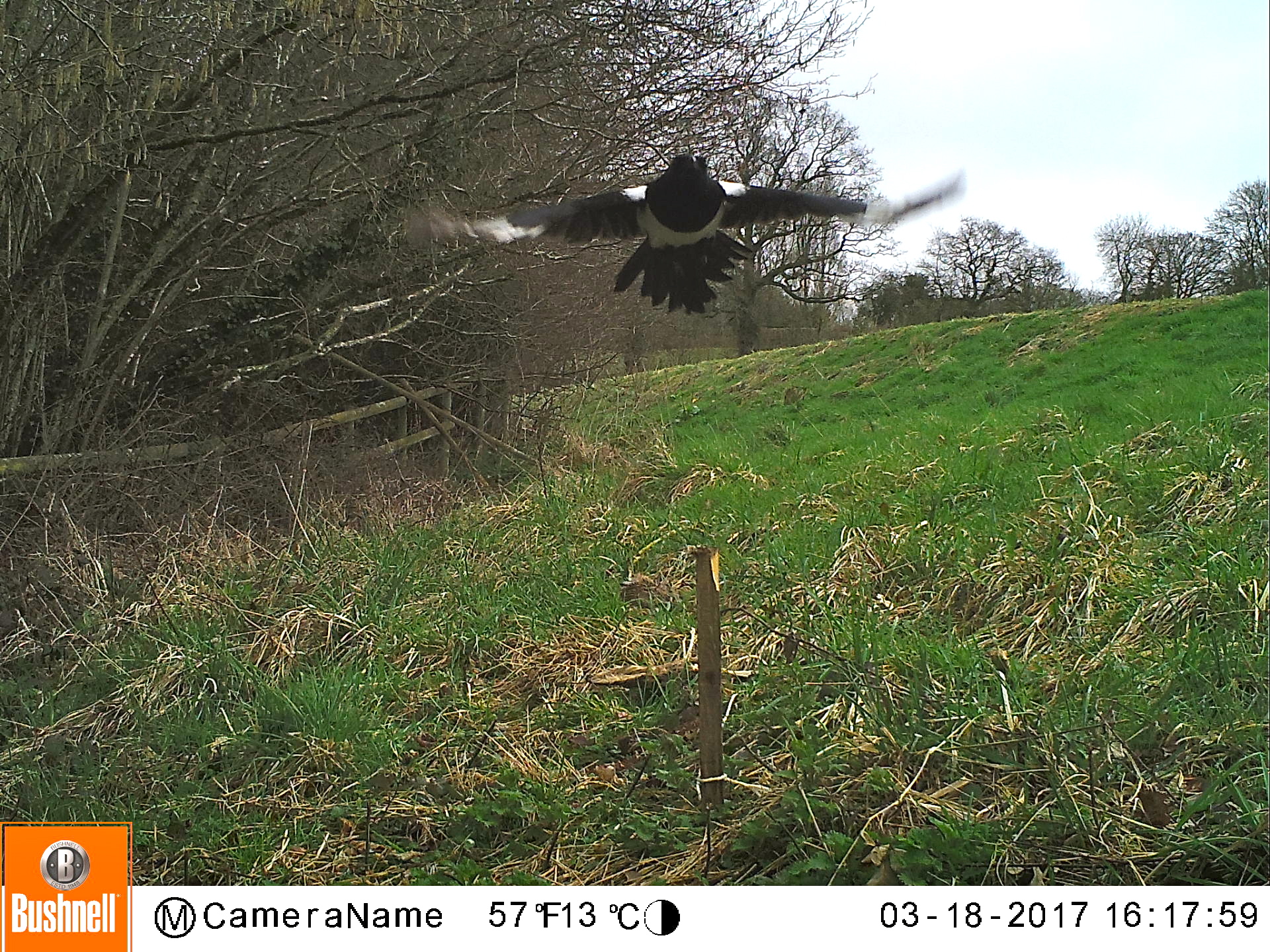 Magpie in flight