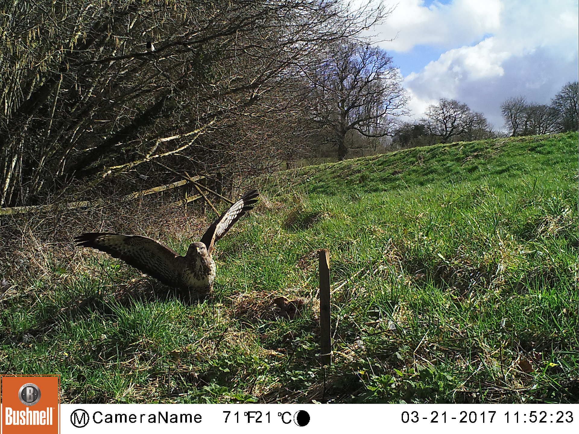 The Buzzard again