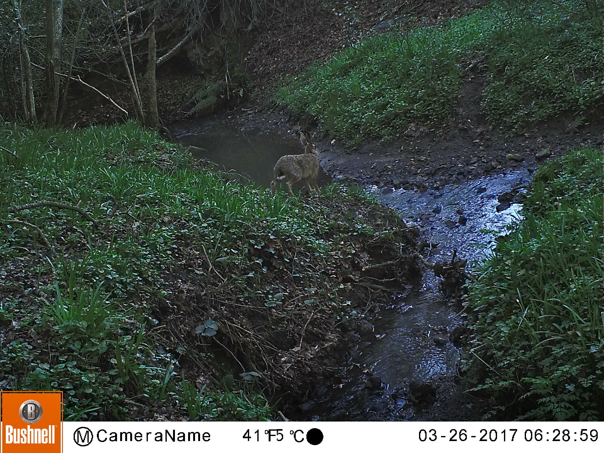I have sighted this large adult Hare at UWNR frequently over the past 2 months. It has been camera trapped crossing the River Lodden, on the south-western edge of the reserve, multiple times. Hares birth their leverets in different locations to increase survival chances. The female then visits each leveret, on a rotational basis, enabling them to suckle and gain nourishment. Leverets are very active from birth - they eat grass and vegetation after only about 12 days and are weaned after about 30 days.