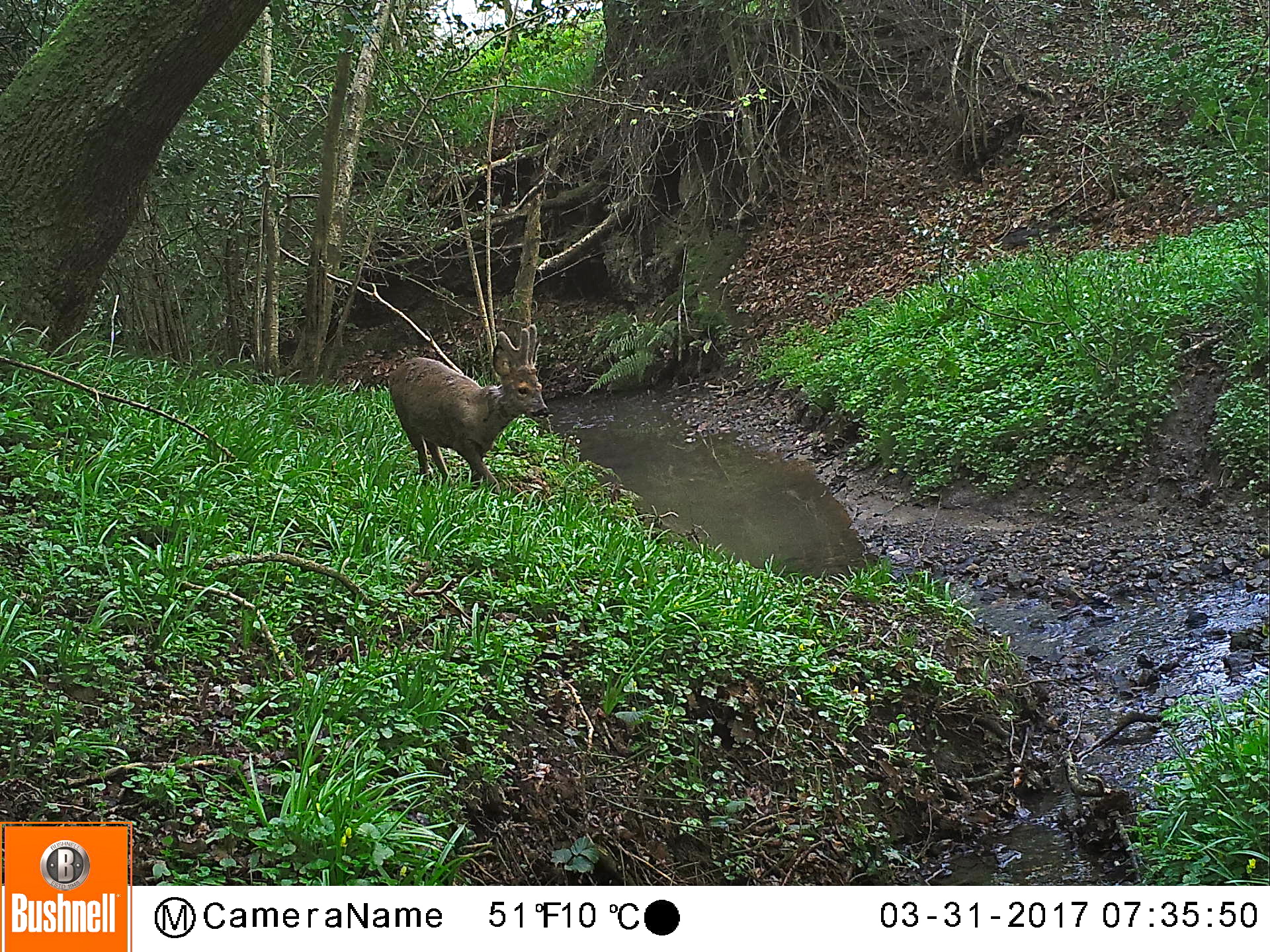 Roe Buck