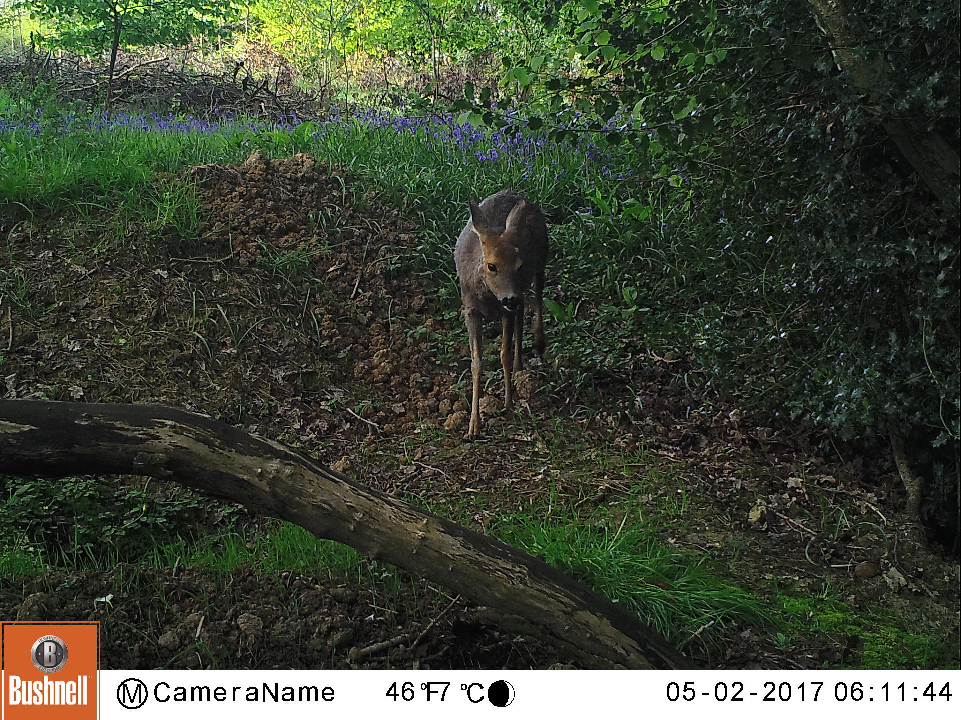 resident female Roe....