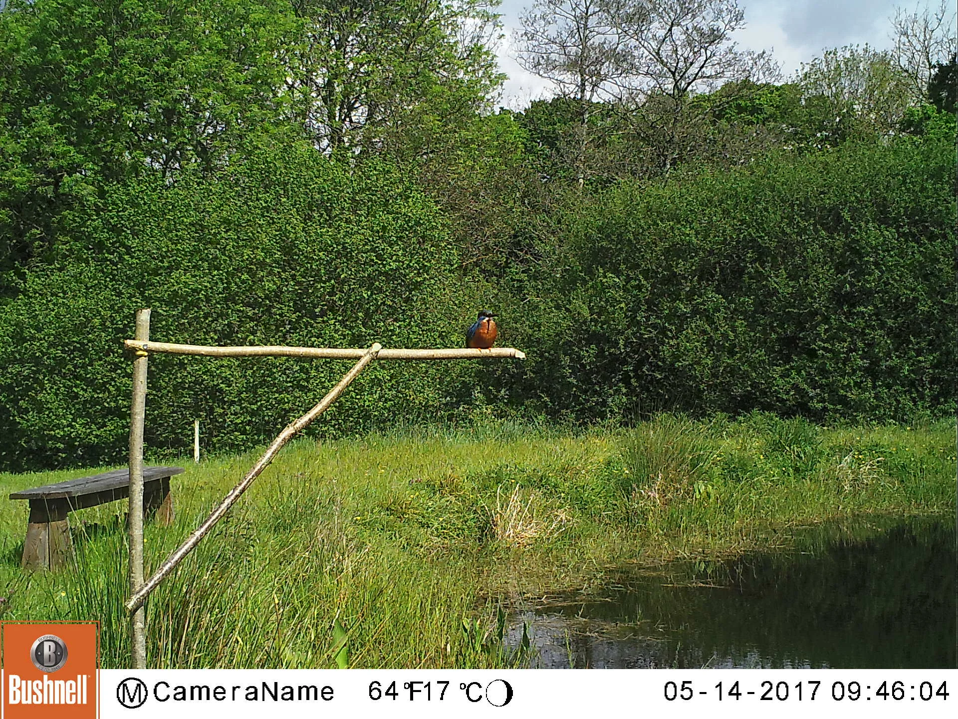 This (male?) Kingfisher is resident this spring (2017). The hunting perches are encouraging this magnificent bird to visit more frequently. While there are no fish in the lake at UWNR, there is an abundance of other prey species - toad tadpoles and various invertebrates are likely prey.