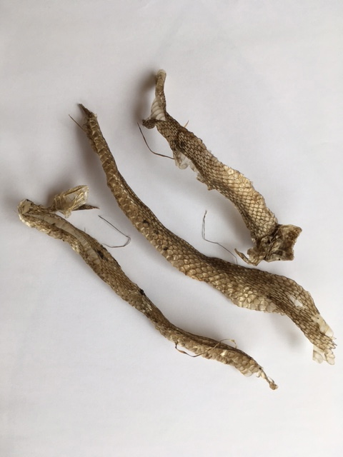 Shed Grass Snake skin found on edges of lake late June 2017