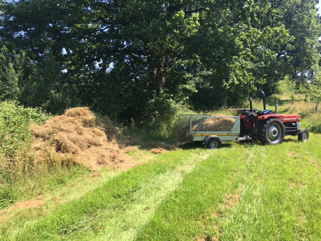 Creating snake friendly grass pile.....
