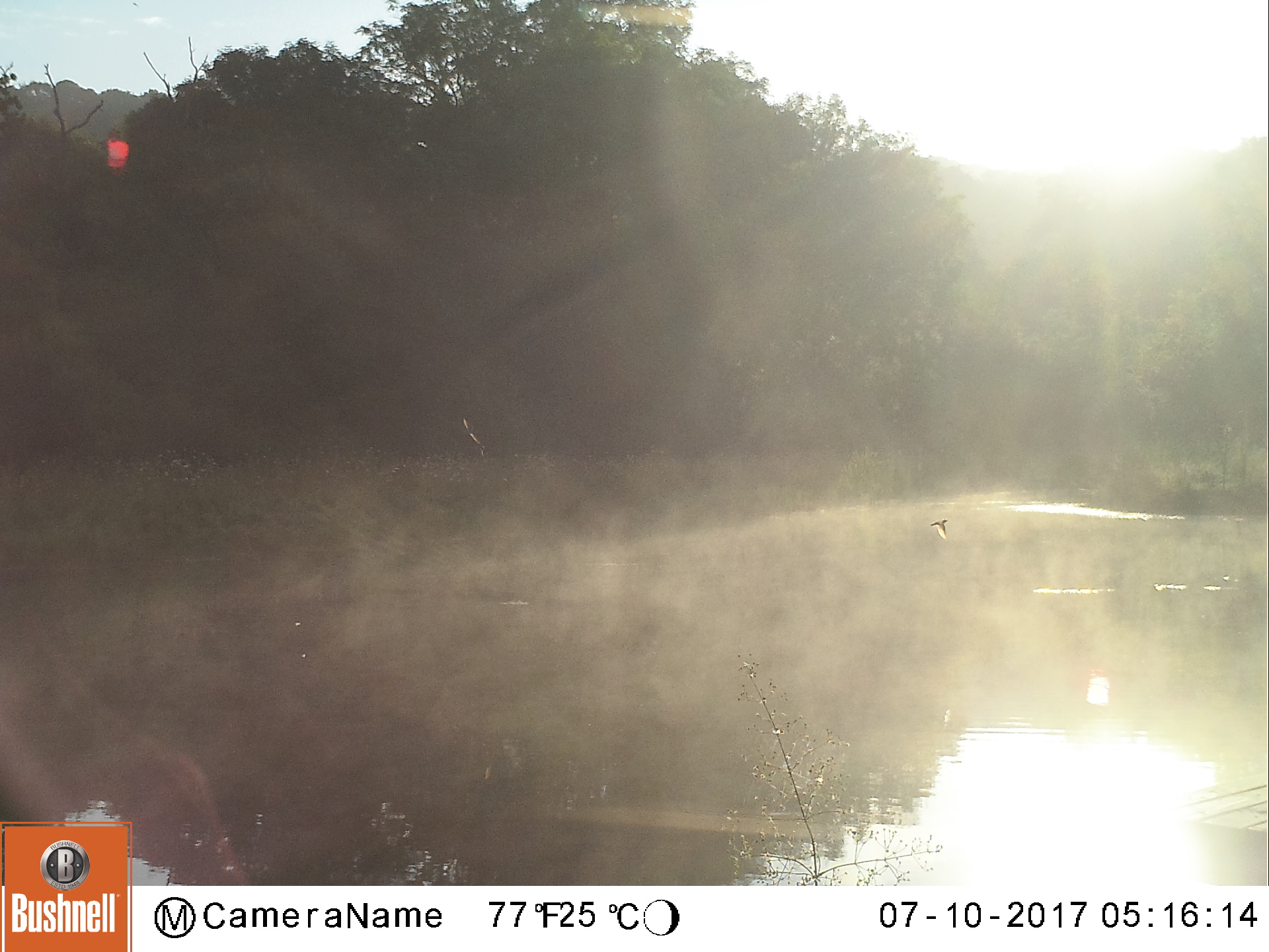 A swift at dawn, over the pond...