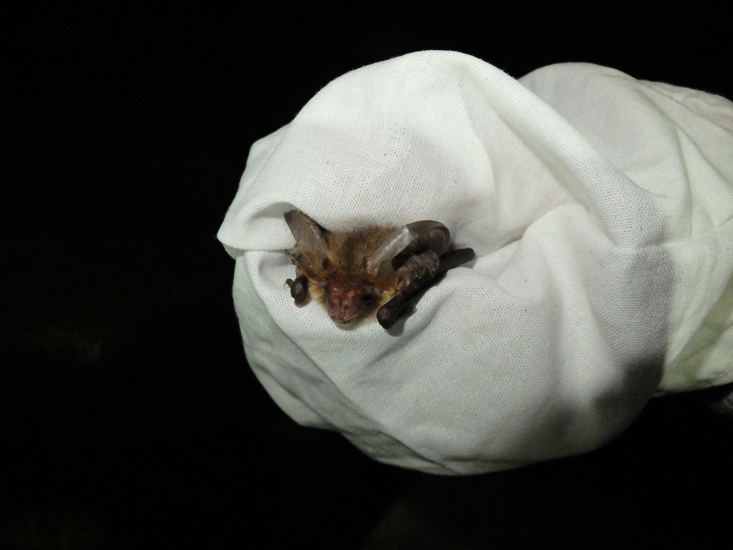 Brown Long Eared