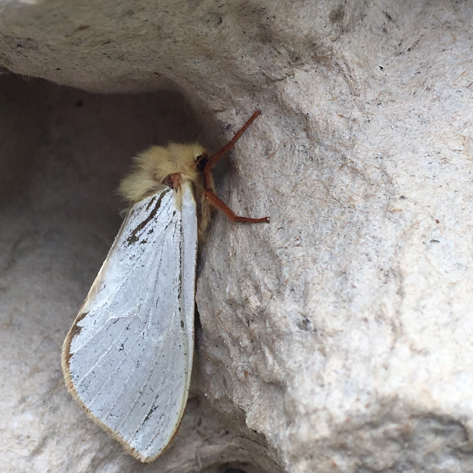This wonderful moth is called a Ghost Moth- this is the male. A quote from Hugo - ' The female is pale orange and brown. It’s called Ghost Moth because the males lek at dusk and on moonlit nights. En-masse they look like a moving ghost'.