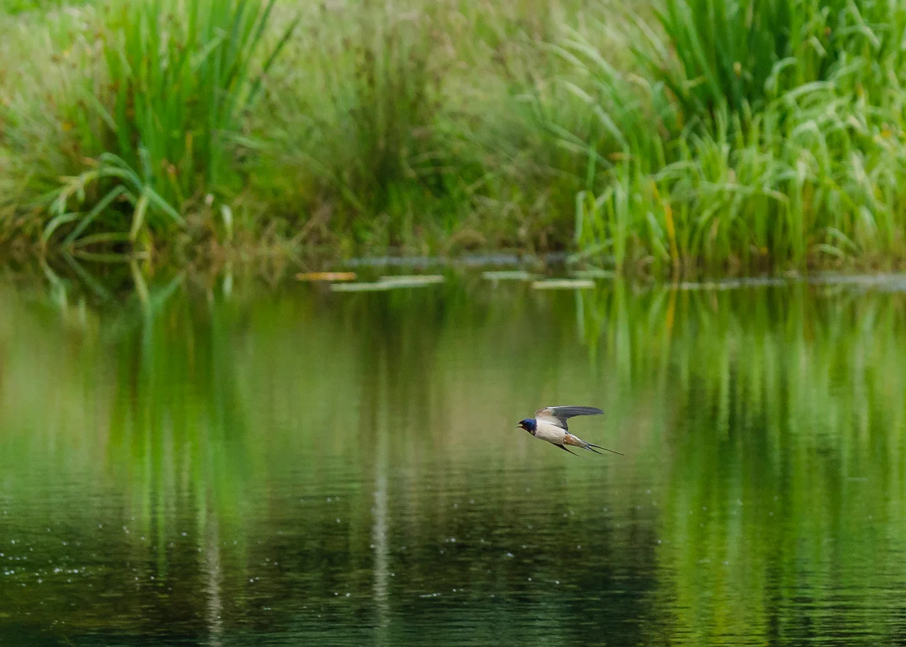 Swallow flying over Underhill lake.jpeg