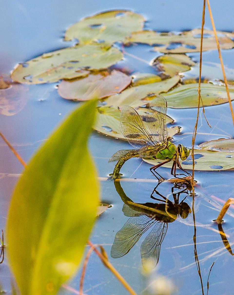 Dragonfly on lily at Underhill lake 2.jpeg