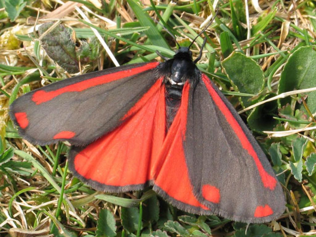 Adult Cinnabar Moth. 