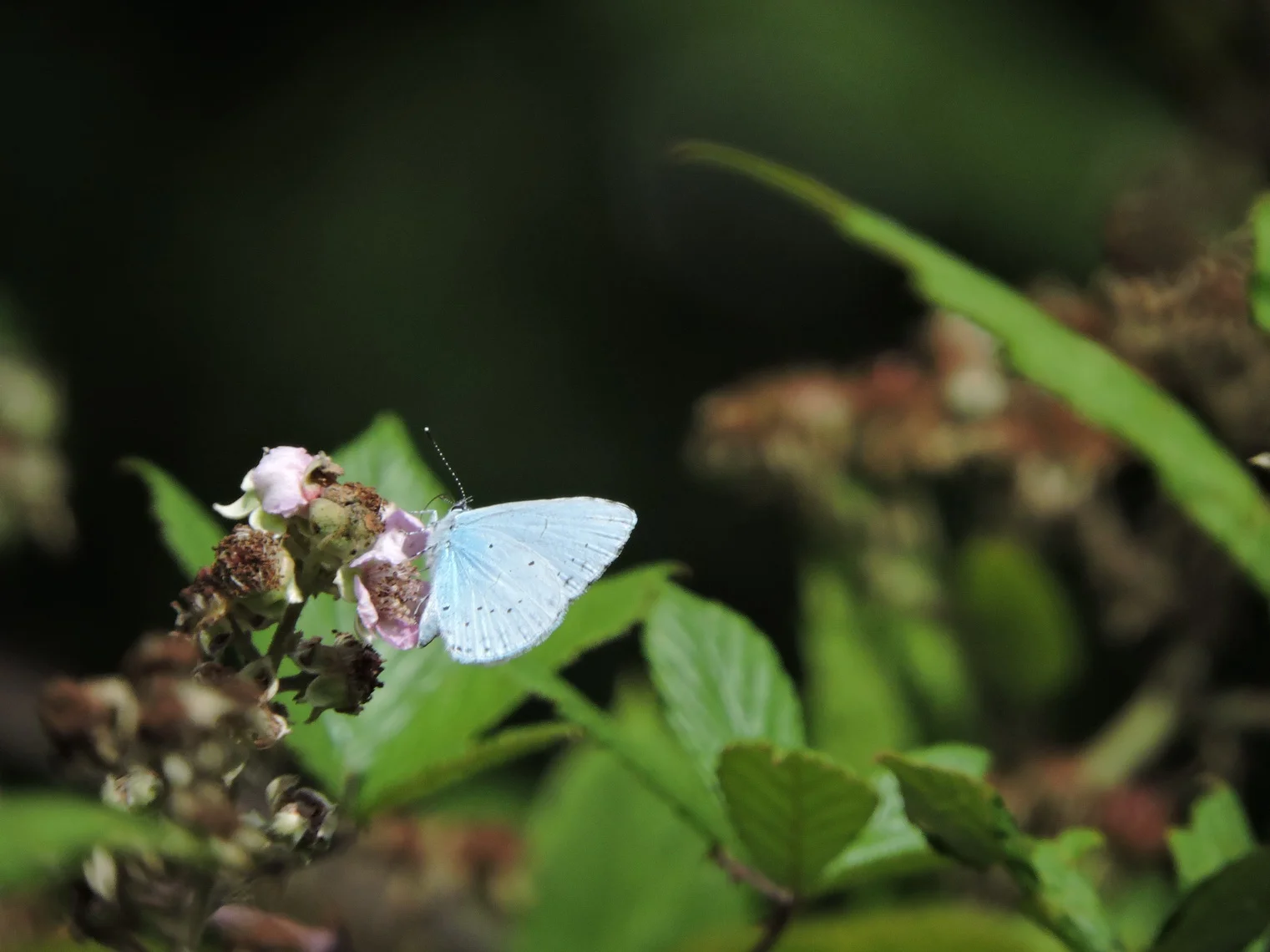 Holly Blue 01_resize.jpeg