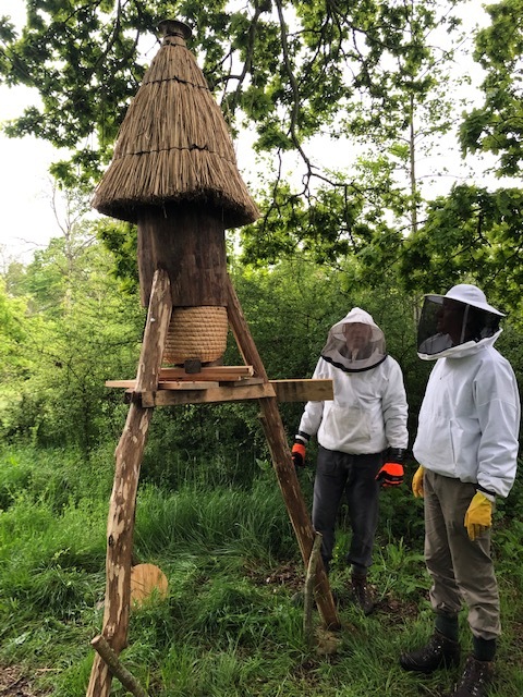 Chris Nicholson, Keggie and I moved the swarm to the new log hive using a borrowed skep. With Matt guiding us, we positioned the skep underneath the virgin log wild-hive. The expectation was that within a 12-36 hour window the swarm would walk up the hive to security, safety and warmth. It didn’t!