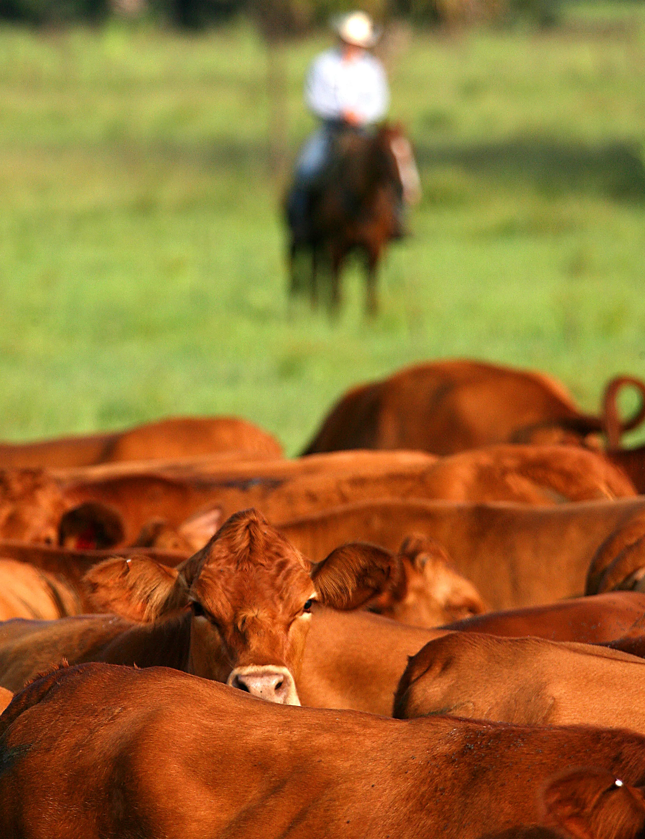 Adams-cowsforeground.jpg