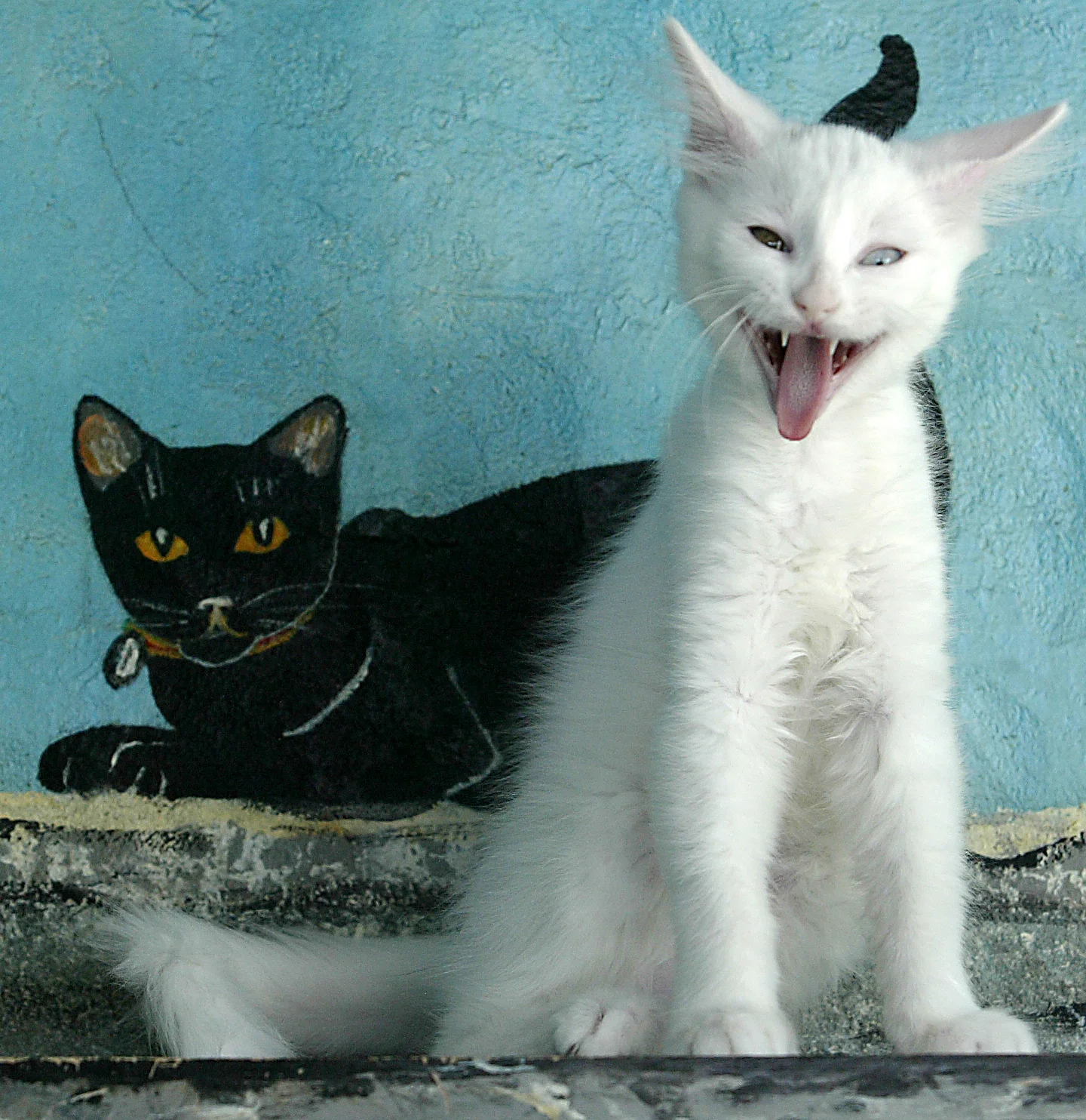 052808 humane cats 3.jpg