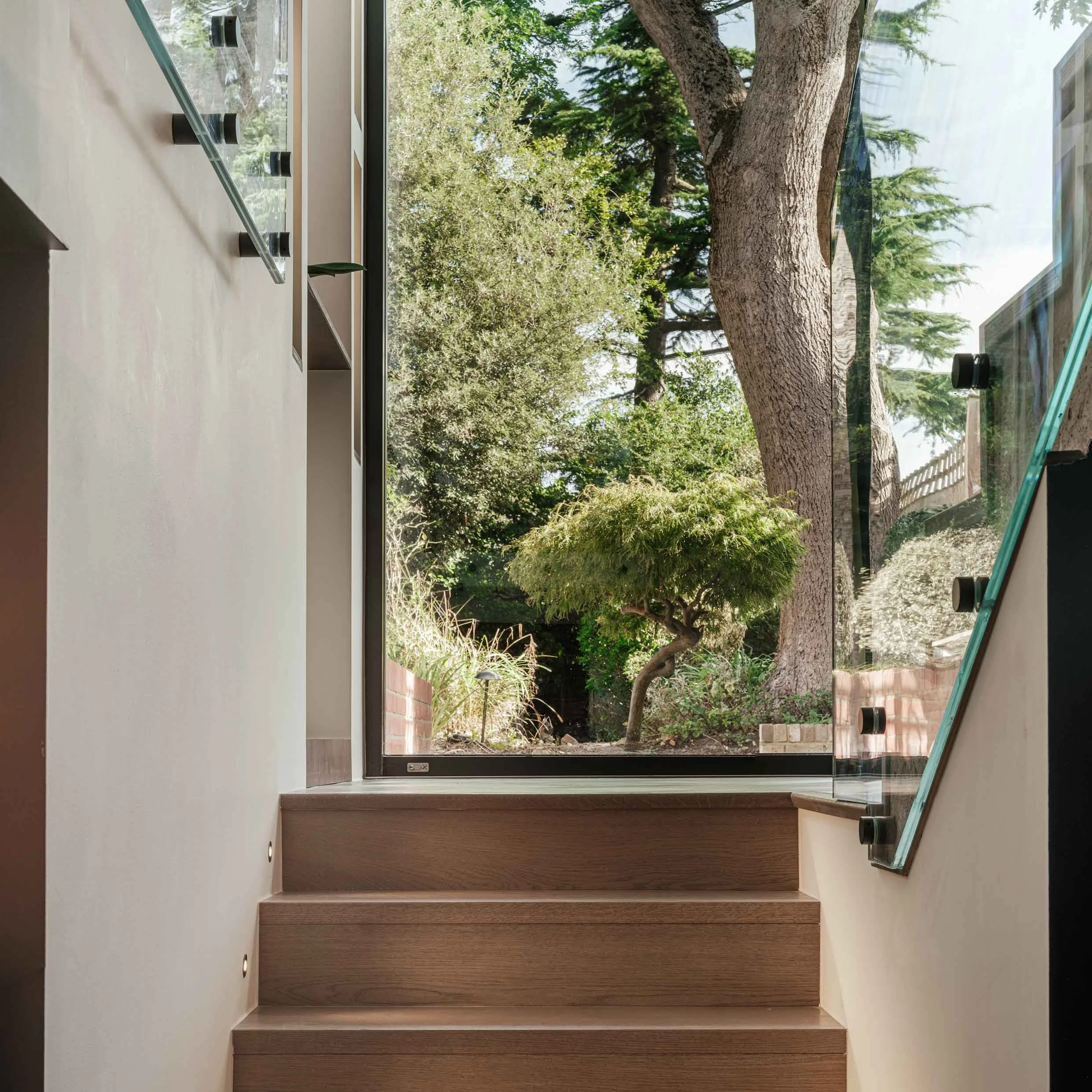 View up stairs to mature ash tree