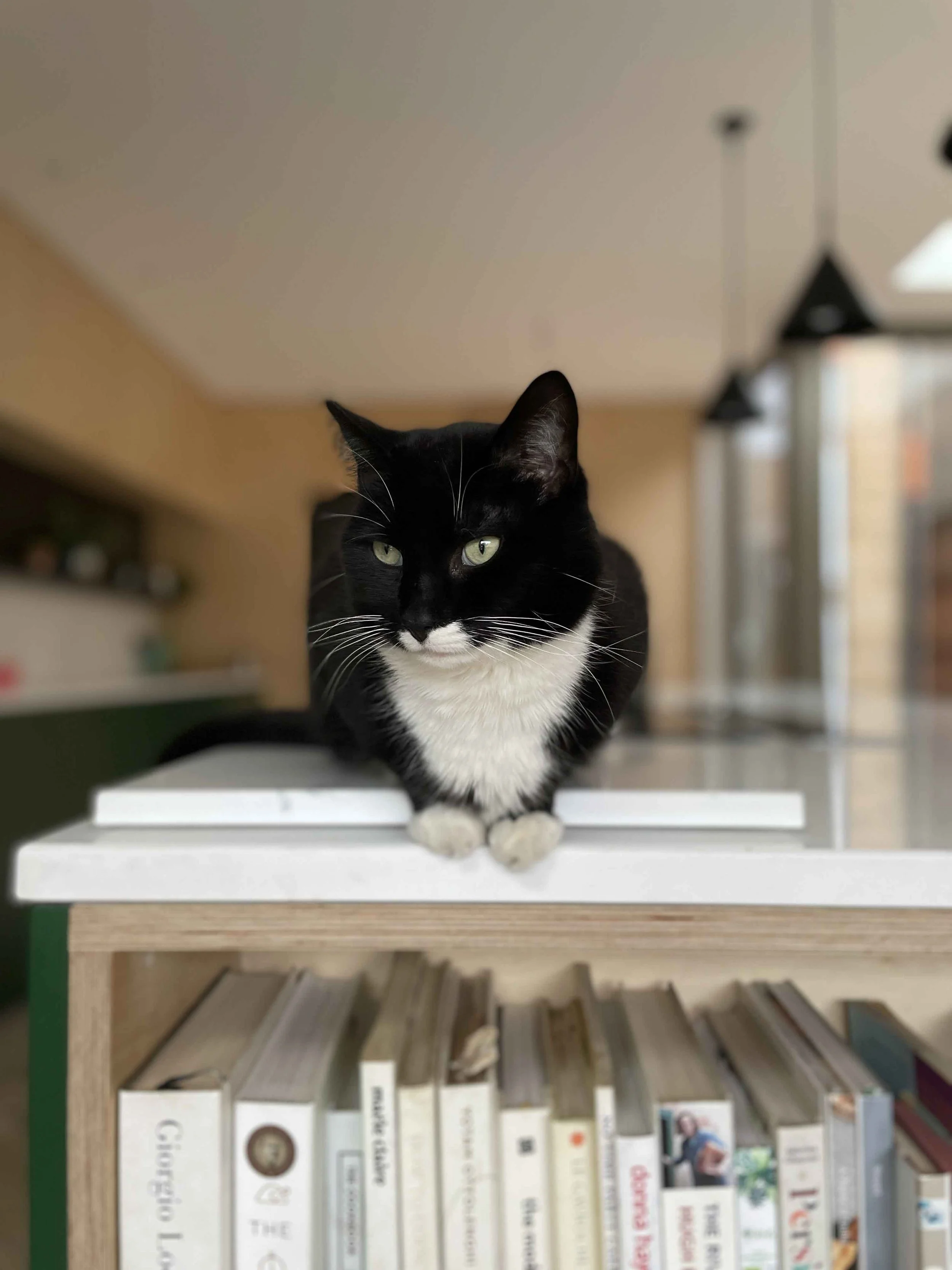 Plywood bookshelf with pet cat