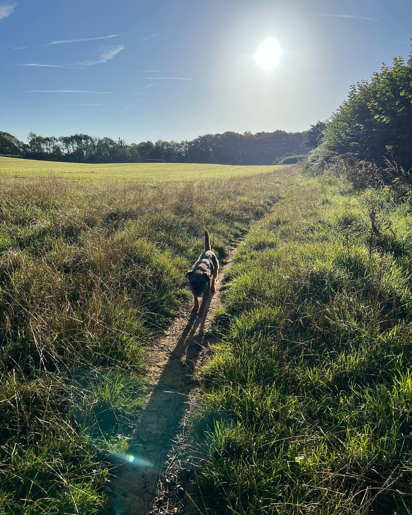 Started early, took the dog.

Taken yesterday morning in a mad rush. The world snuck up and reminded me how beautiful it is again. The pup is also extremely beautiful.