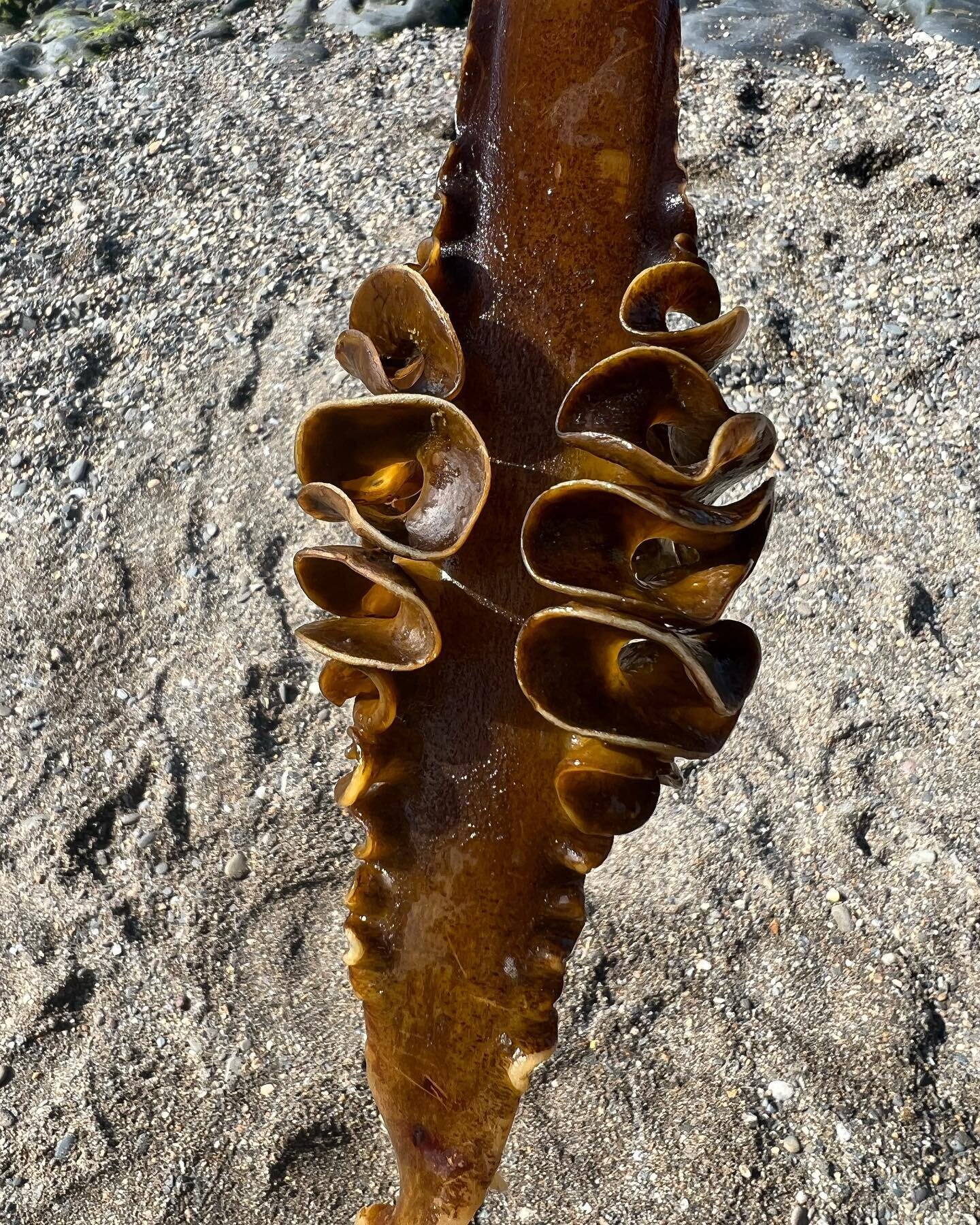 Let&rsquo;s take a moment to appreciate this phenomenal piece of seaweed. I am in awe at the beauty of its structure. Incredible, yes?

&ldquo;A poor life this if, full of care,
We have no time to stand and stare&rdquo;

#wildwestwales #discoverwales