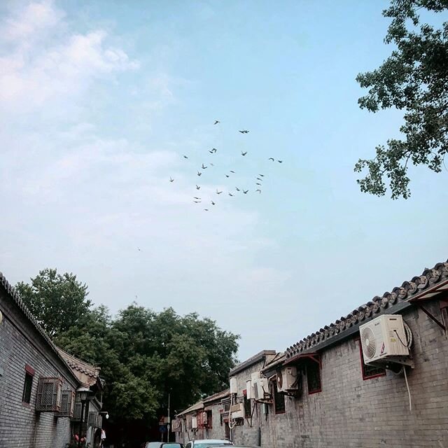swallows circling, rushes over the rooftops 🐥🐥🐥🐥.
.
.
.
#landscape_captures #landscape #landscapephotography #landscapes #landscape_lovers #landscape_capture #landscape_lover #view #street #streets #streetphotography #streetlife #light #lights #c