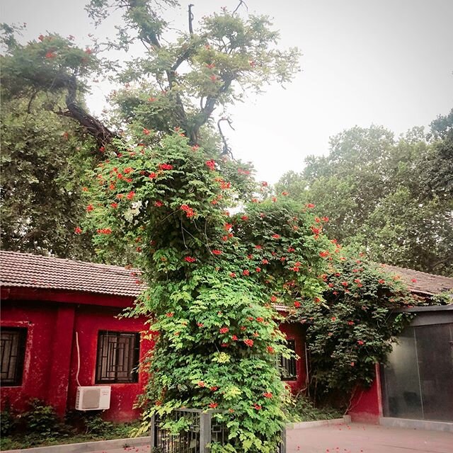 me: &ldquo;beautiful&rdquo; ningyi: &ldquo;that vine is strangling the tree to death, so yes, death is beautiful&rdquo; 👻👻👻 .
.
.
.
.
#landscape_captures #landscape #landscapephotography #landscapes #landscape_lovers #landscape_capture #landscape_