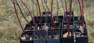 Planting Trees to Heal the Planet